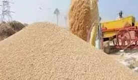 प्रदेश में 3.15 लाख किसानों से हुई 19.14 लाख मीट्रिक टन धान की खरीद