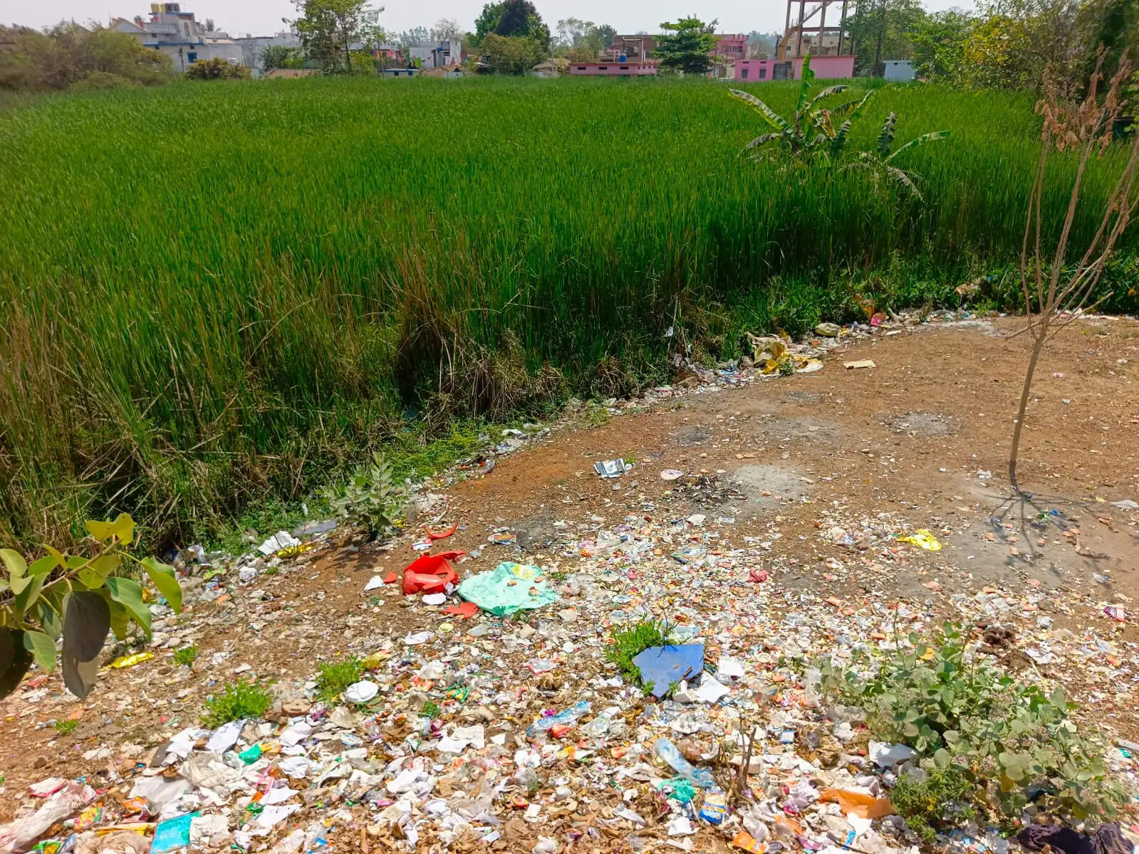 निगम क्षेत्र में घरों से दो-दो दिन बाद उठ रहा कचरा, वार्डों में फैलने लगी गंदगी