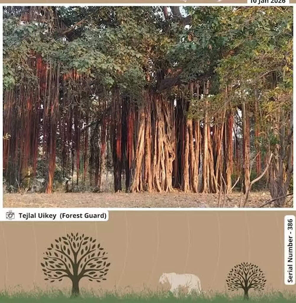 सिवनीः पेंच टाइगर रिजर्व में बरगद वृक्ष की विशेषताओं पर फारेस्ट गार्ड तेजलाल उइके की जानकारी साझा