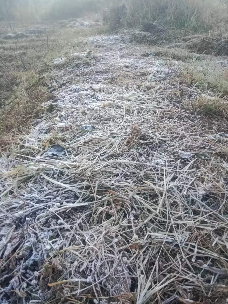 अनूपपुर: नर्मदा उद्गम स्थल अमरकंटक में जमी बर्फ की चादर, कोहरे से ढका शहर