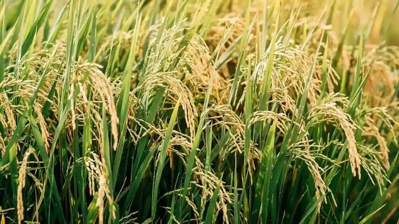 किसान ‘तुंहर टोकन’ मोबाइल एप के माध्यम से प्राप्त कर सकेंगे टोकन