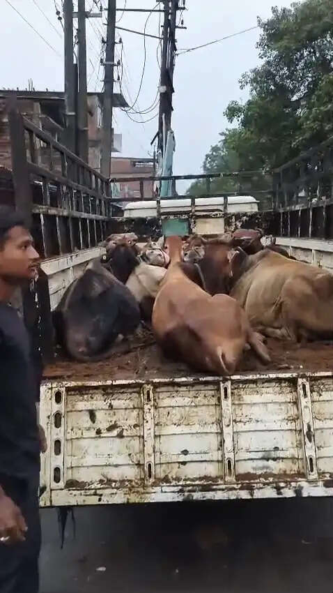 असम के रंगापारा में बोलेरो पिकअप से 12 मवेशी जब्त, दो लोग हिरासत में