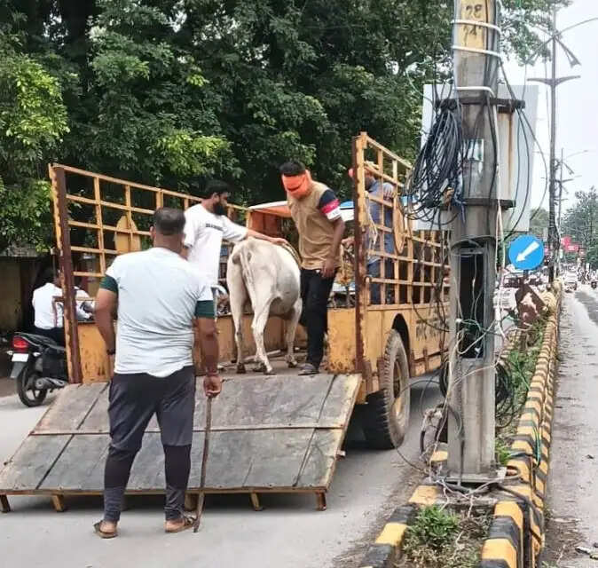 कोरबा : सड़कों से मवेशियों को हटाने का अभियान तेज, एक माह में 65 से अधिक पशु गोकुलनगर गोठान पहुंचाए गए