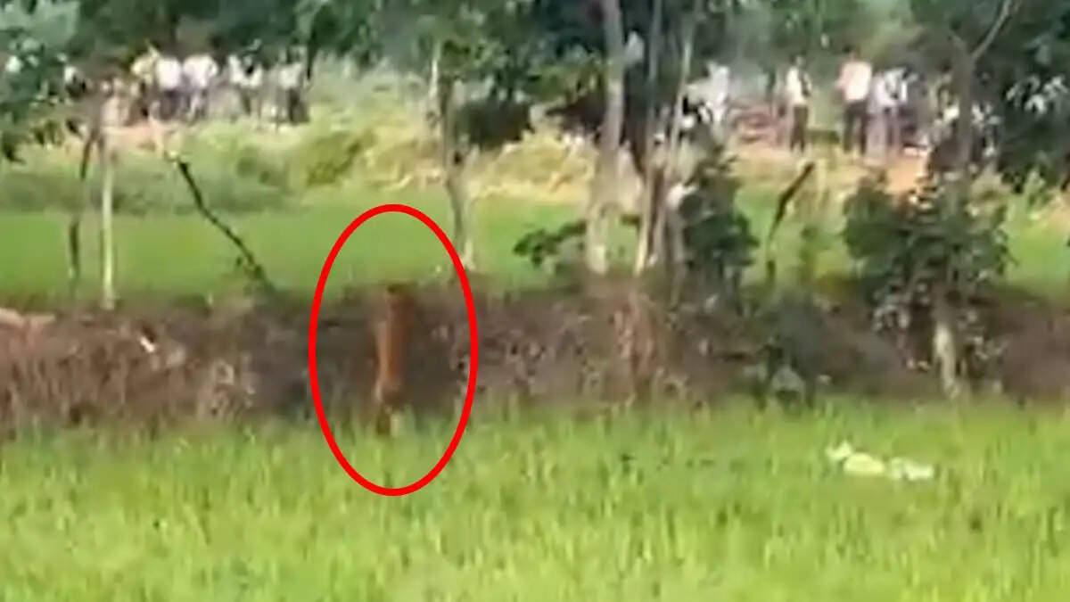धान के खेत में दिखा तेंदुआ, वन विभाग की टीम निगरानी में जुटी