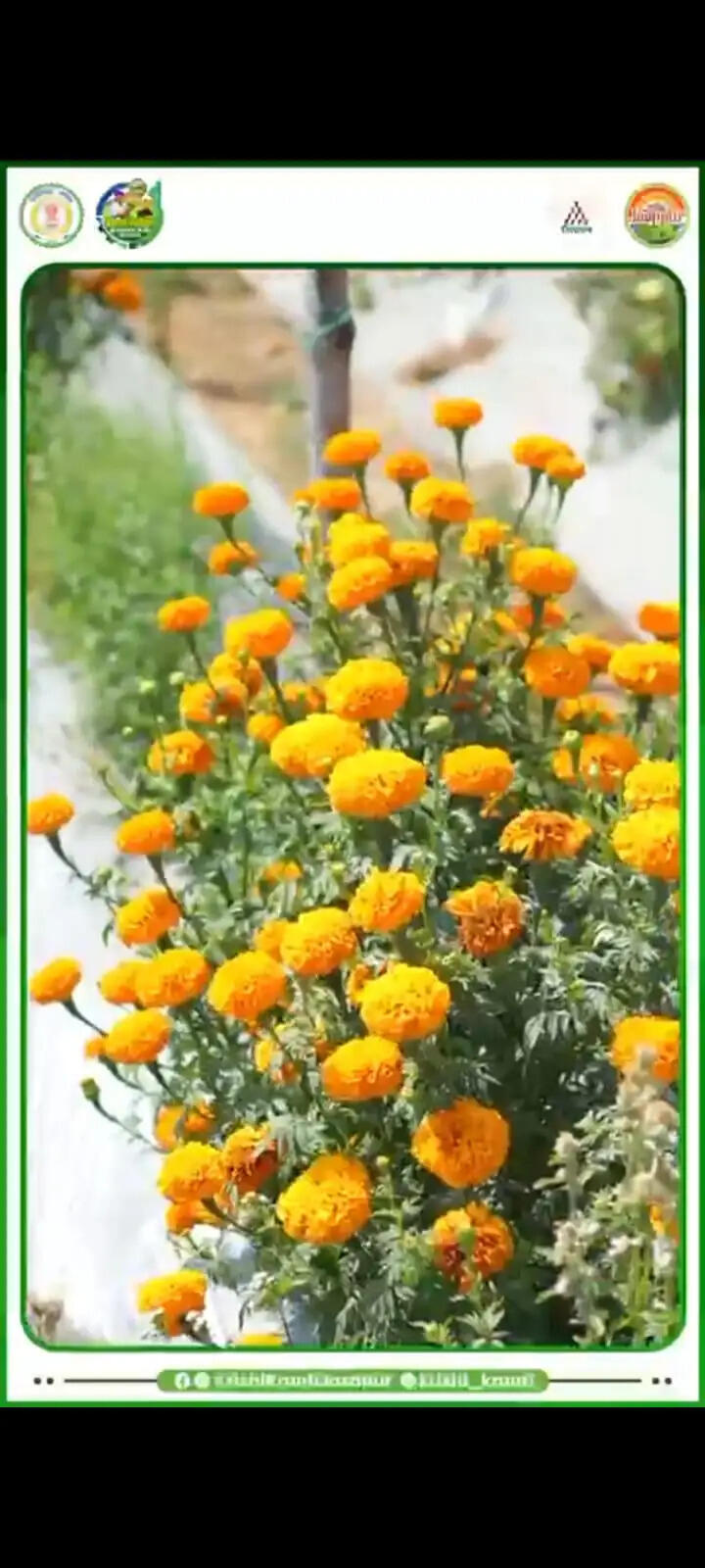 जशपुर : किसान मुकेश ने 25 एकड़ में रचा बहुफसली खेती का सफल मॉडल