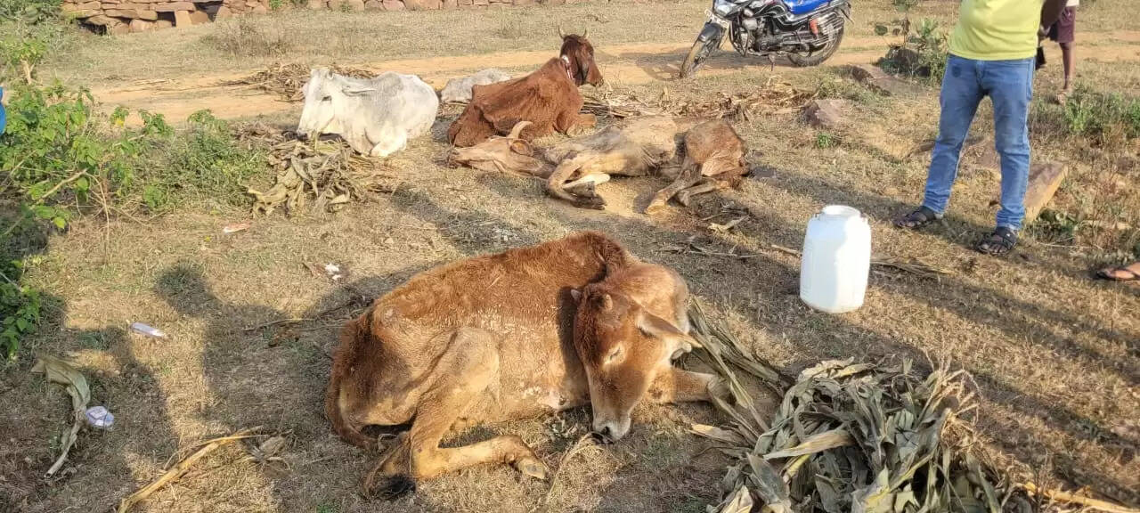 अशोकनगर : मृत और असहाय स्थिति में मिले गौवंश से प्रशासन आया हरकत में
