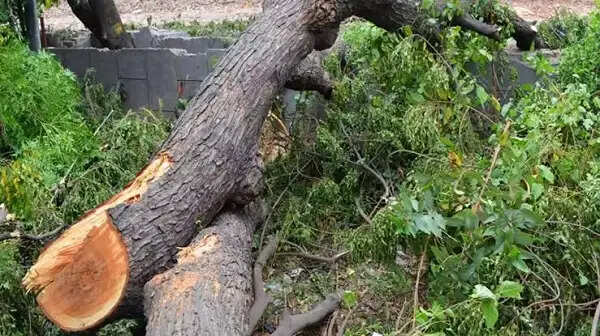 बिना अनुमति वृक्ष कटाई पर निगम की कार्रवाई, ठेका कंपनी पर 3.30 लाख रुपये का जुर्माना