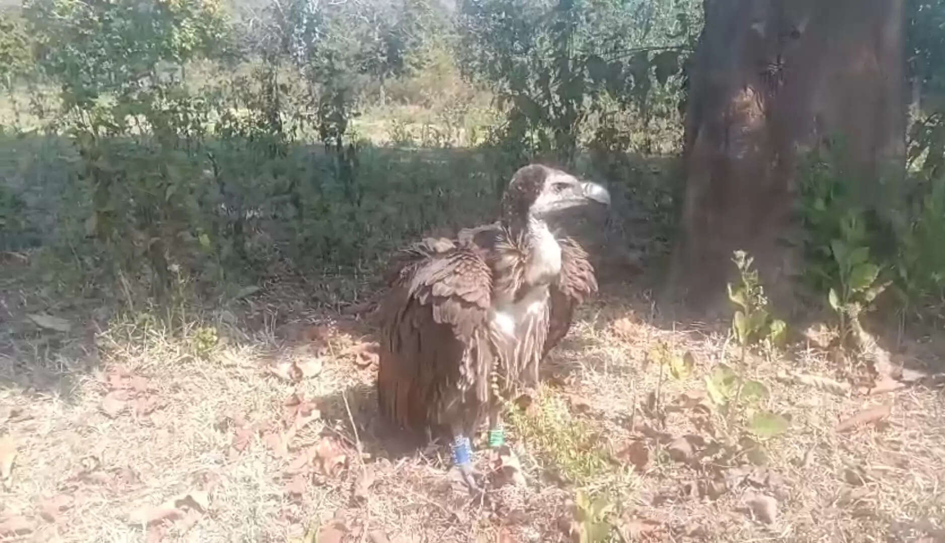 महाराष्ट्र से सीतानदी के जंगल पहुंचे गिद्ध का किया गया रेस्क्यू