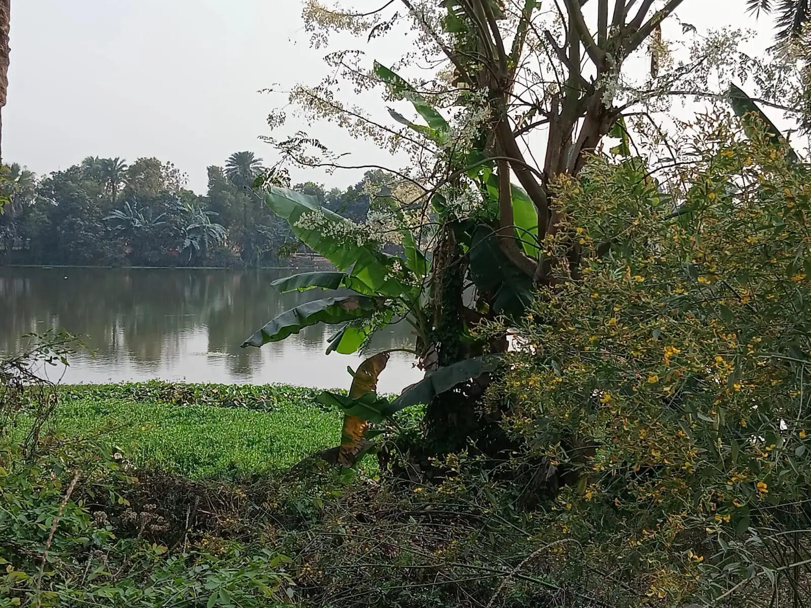 दरभंगा, मदरिया का सहनी पोखर अतिक्रमण की चपेट में, दस एकड़ से सिमटकर चौथाई रह गया