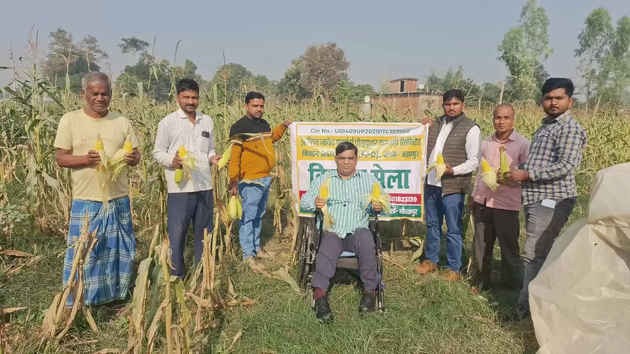 स्वीट कॉर्न की खेती से दोगुनी हो रही किसानों की आय