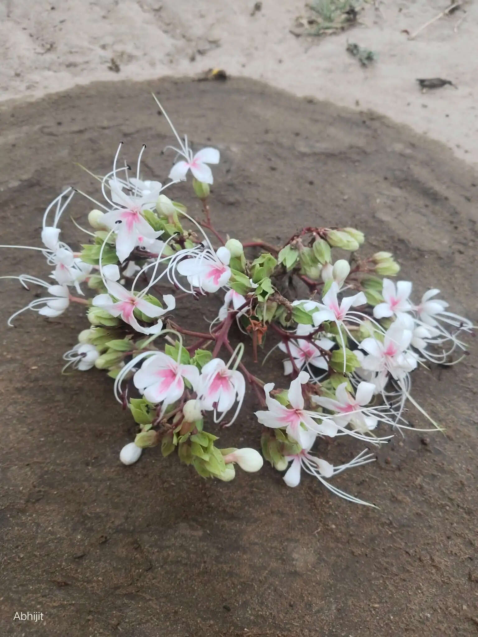 फाल्गुन संक्रांति पर बांकुड़ा में पारंपरिक ‘घेंटू पूजा’ संपन्न