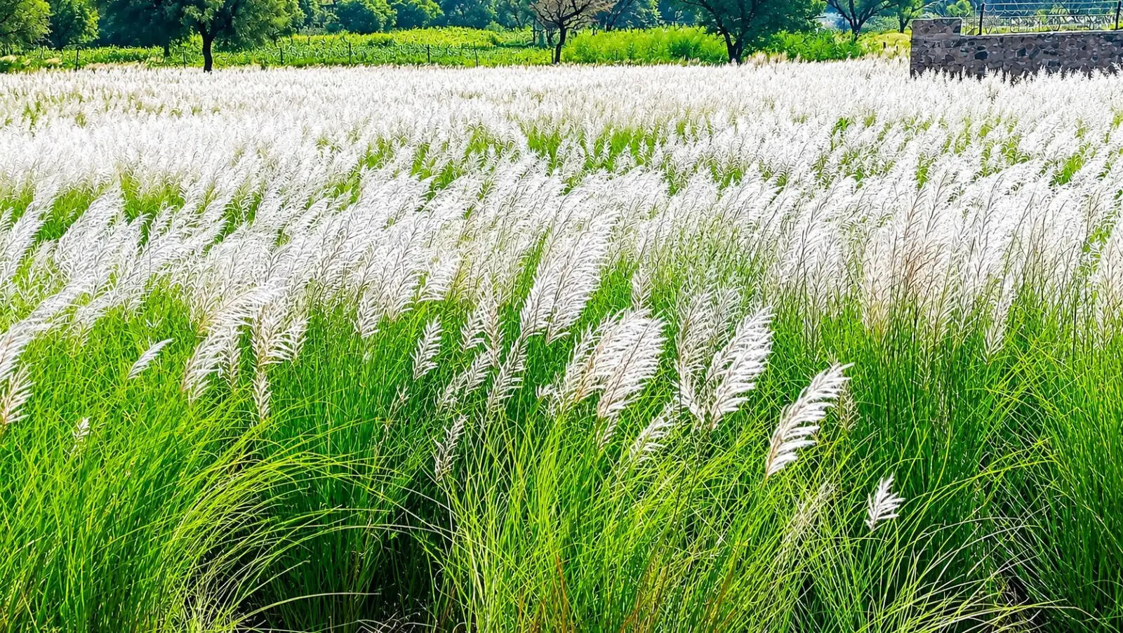 कांस के फूलों ने दी मानसून की विदाई की दस्तक