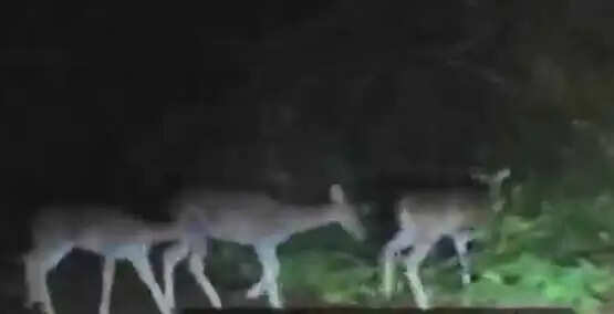 बालूद नाका के पास तीन वन्य प्राणी हिरण दिखे, वन विभाग ने जारी किया अलर्ट