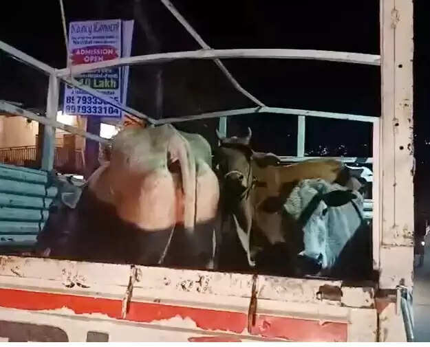 भीमताल में गौवंशीय पशुओं के परिवहन पर कार्रवाई, तीन आरोपित गिरफ्तार