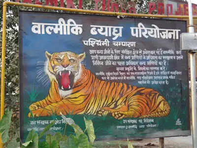 वाल्मीकि व्याघ्र आरक्ष्य के वनवर्ती क्षेत्र में बाघ का आतंक, खेत में काम कर रही महिला की मौत