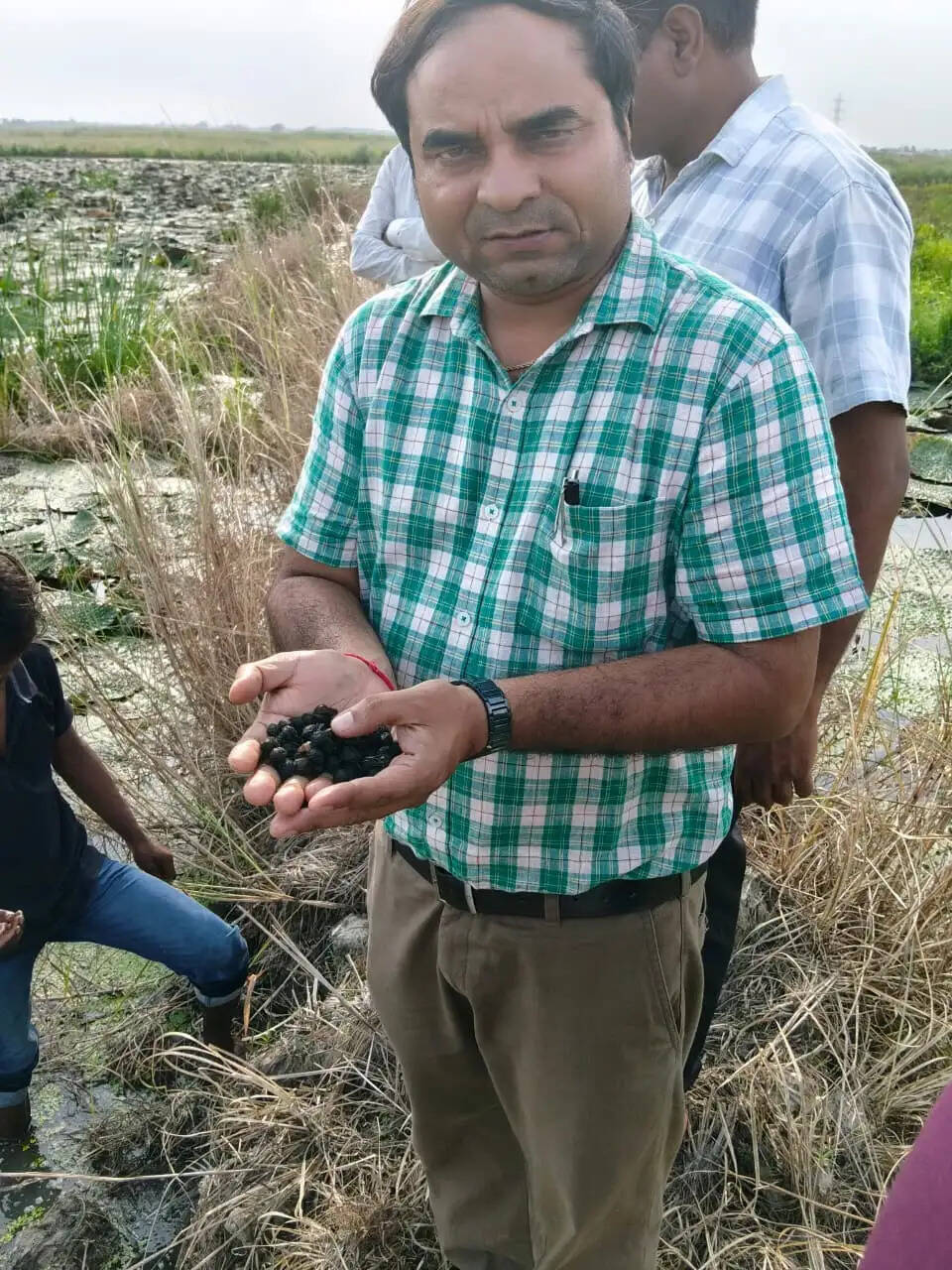 सारण के मंगोलापुर में शुरू हुई मखाना की आधुनिक खेती