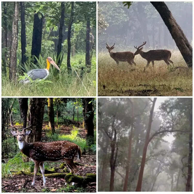 चक्रवाती असर से बदला बांधवगढ़ का मौसम, जंगल की सुरक्षा के लिए टाइगर रिजर्व प्रबंधन अलर्ट