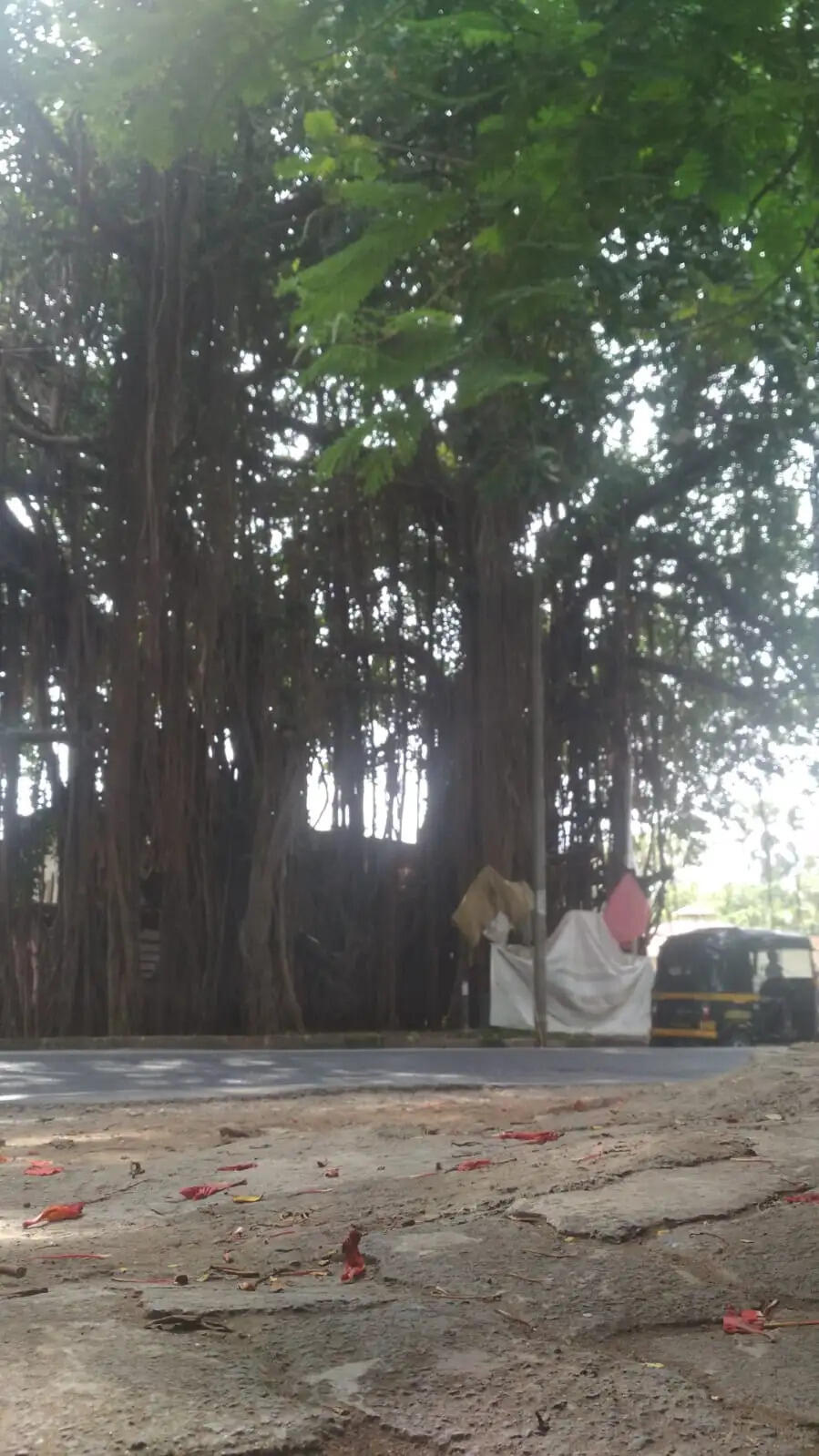 पूर्णिमा पर सुहागनें करेंगी वट वृक्ष की प्रतीकात्मक पूजा
