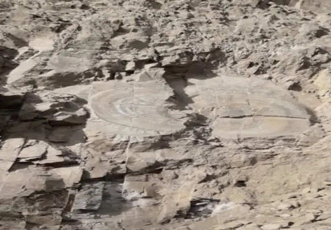 शिमला में मिले पेड़ जैसे पत्थर को भूविज्ञान शोधार्थियों ने माना जीवाश्म, 2019 में हुई थी पहचान