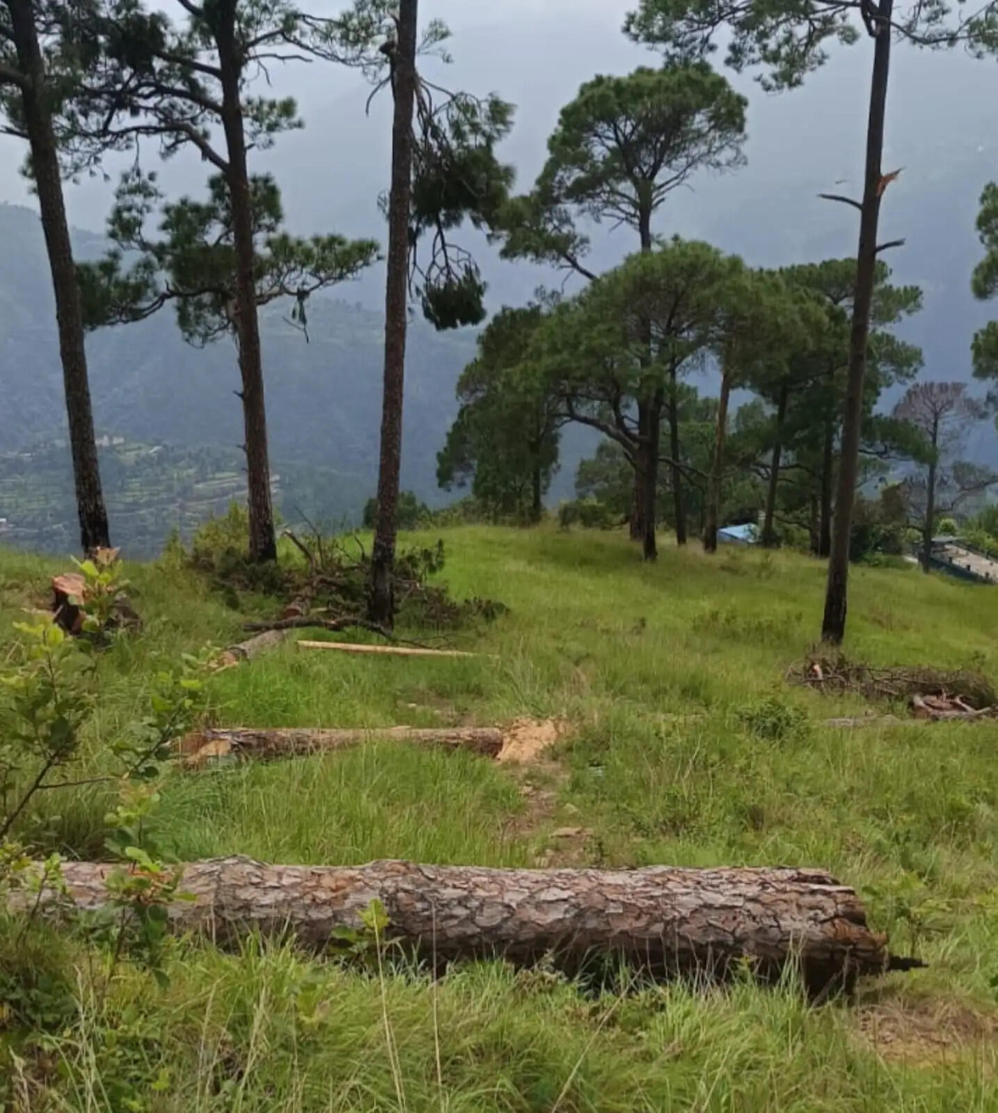 अदवाणी के ग्रामीणों ने चीड़ के हरे पेड़ों के कटान का जताया विरोध