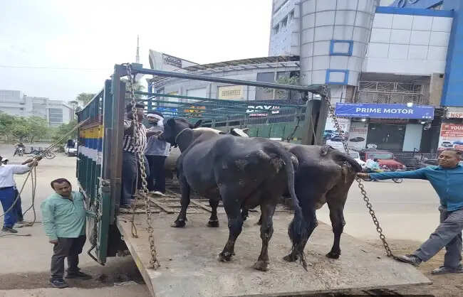 केशव पुरम जोन में अवैध डेयरी गतिविधियों के खिलाफ एमसीडी ने की कड़ी कारवाई