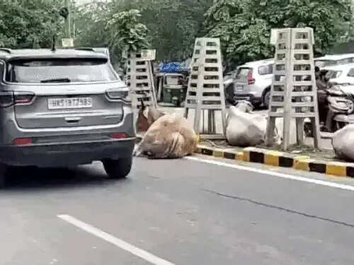फरीदाबाद : नगर निगम ने पांच हजार पशु पकड़े, फिर भी सडक़ें नहीं हुई खाली