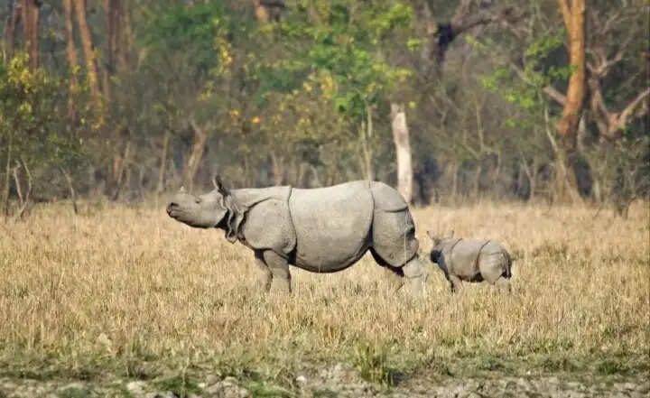 13 अक्टूबर से पर्यटकों के लिए खुलेगा पबितरा अभयारण्य, तैयारियां पूरी