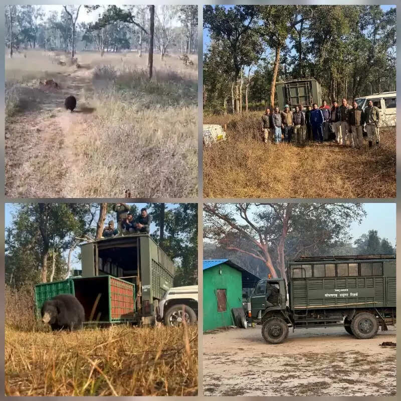 उमरिया: रिहायशी इलाके में घुसा जंगली भालू, पार्क प्रबंधन ने रेस्क्यू कर जंगल में छोड़ा