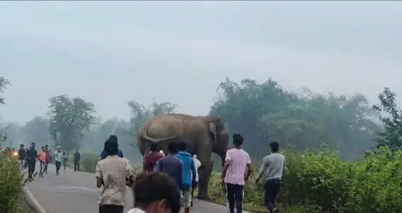 चक्रवात के डर के बीच झाड़ग्राम में दंतैल हाथी का उत्पात