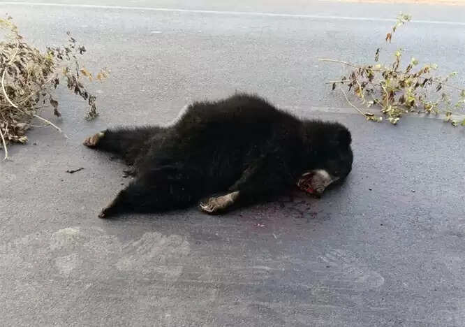 अज्ञात वाहन की टक्कर से एक वन्य प्राणी भालू की मौत