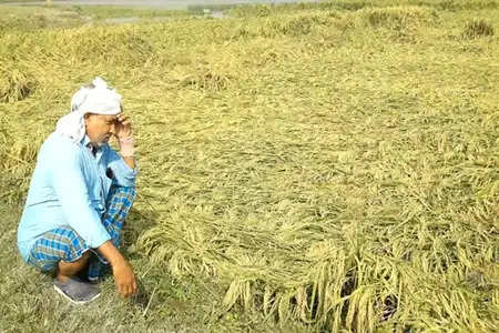 बेमौसम बारिश ने बढ़ाई  प्रदेश के किसानों की चिंता  